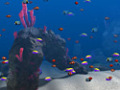 Free download Big Kahuna Reef screenshot