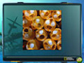 Screenshot descargo de NG Explorer: Ghost Fleet 3