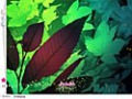 Free download Pure Hidden screenshot