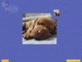 Screenshot descargo de Super Jigsaw Puppies 3